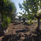 Tutt�intorno per� l�edificio confina con un giardino cui trovano posto piante quali la yucca e la palma